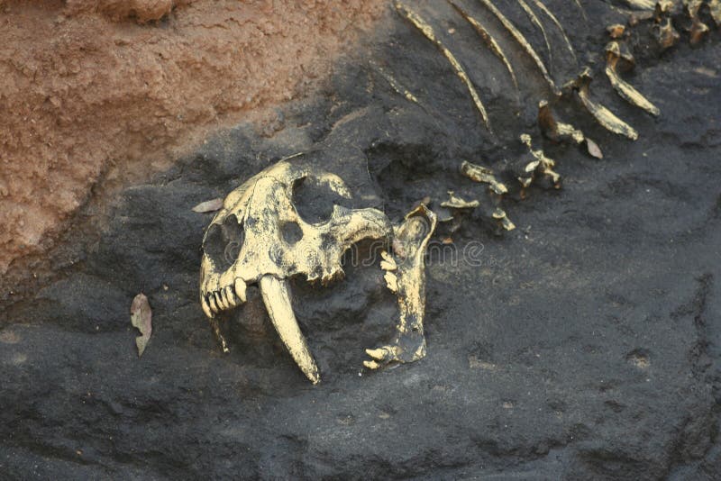 Prehistoric Bones in Rock