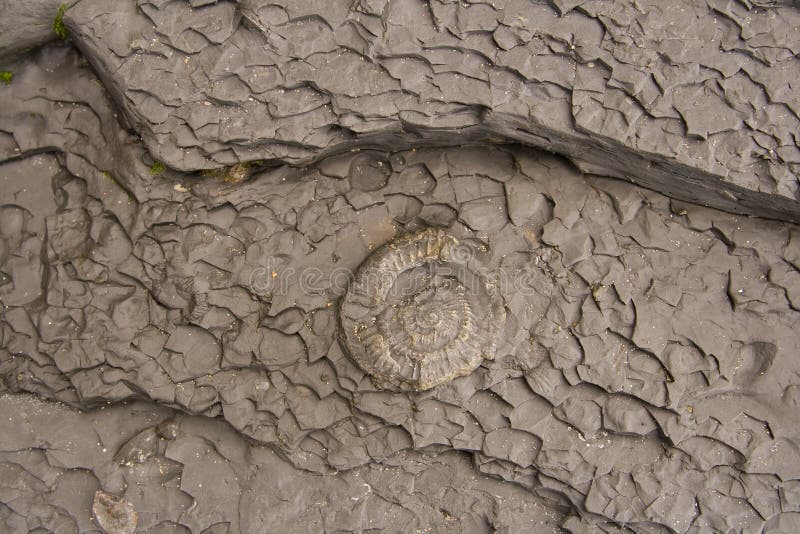Prehistoric Fossils in rock background stock photography