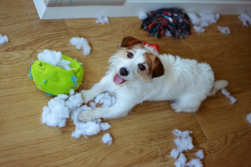 PREJU?ZO DO C?O JACK RUSSELL ENGRA?ADO E CULPADO DESTRUIU UMA TELA E UMA BOLA E UNS BRINQUEDOS MACIOS EM CASA Opini?o de ?ngulo a foto de stock PREJU?ZO DO C?O JACK RUSSELL ENGRA?ADO E CULPADO DESTRUIU UMA TELA E UMA BOLA E UNS BRINQUEDOS MACIOS EM CASA Opini?o de ?ngulo a foto de stock