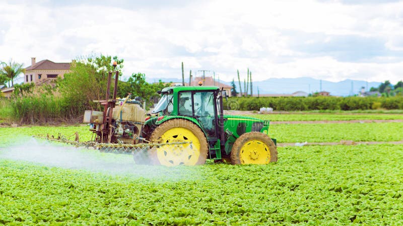 Prelevare pesticidi, pesticidi o spray insetticida su campi di lattuga o iceberg al tramonto Pesticidi e insetticidi su