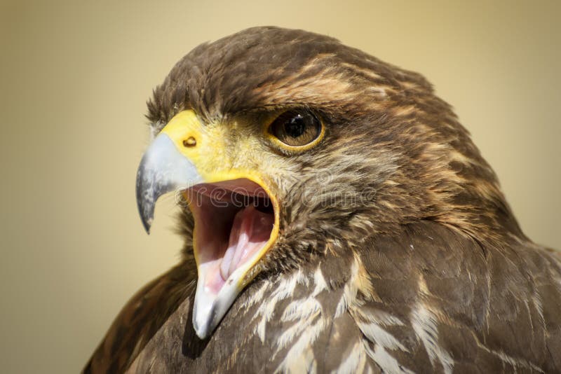 Premier plan d'un bel oiseau de proie image libre de droits Premier plan d'un bel oiseau de proie image libre de droits