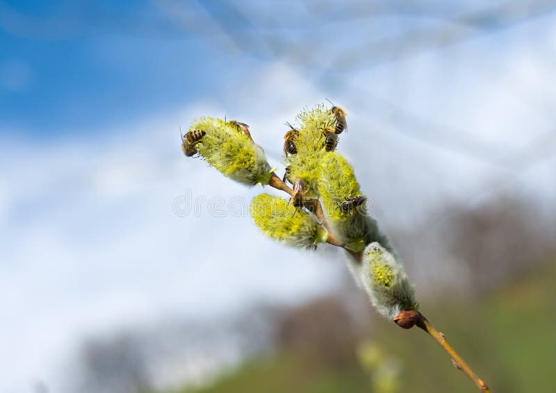 Premiers jours de ressort images libres de droits Premiers jours de ressort images libres de droits