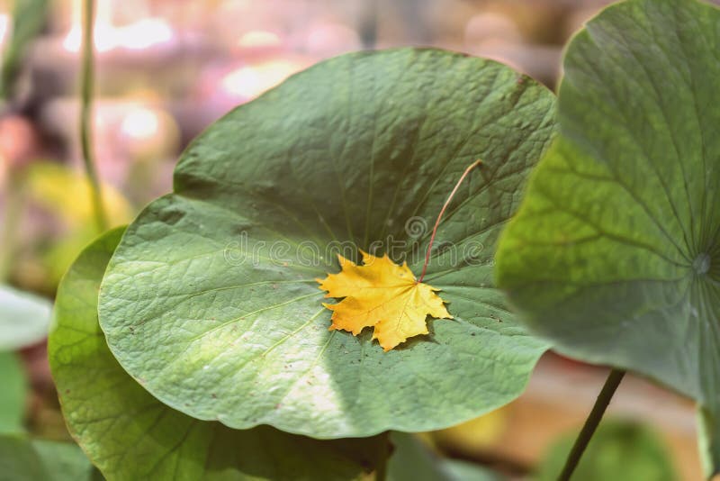 Première feuille d'érable jaune tombée en plan rapproché d'herbe verte, jour ensoleillé Saison d'automne Fond ou conception moder photographie stock Première feuille d'érable jaune tombée en plan rapproché d'herbe verte, jour ensoleillé Saison d'automne Fond ou conception moder photographie stock
