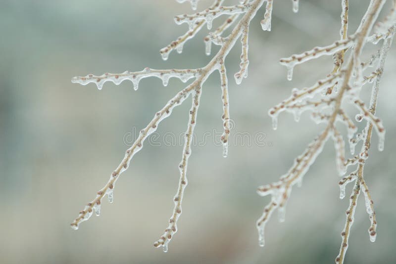 Twigs with frozen buds (in the early spring or at the end of winter). Twigs with frozen buds (in the early spring or at the end of winter)