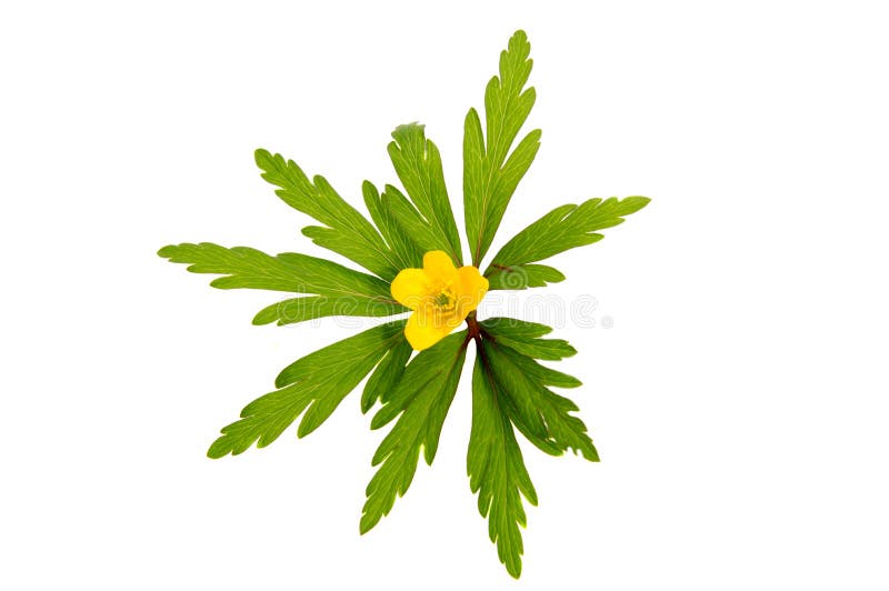 Premières fleurs de ressort d'isolement sur le blanc photographie stock Premières fleurs de ressort d'isolement sur le blanc photographie stock