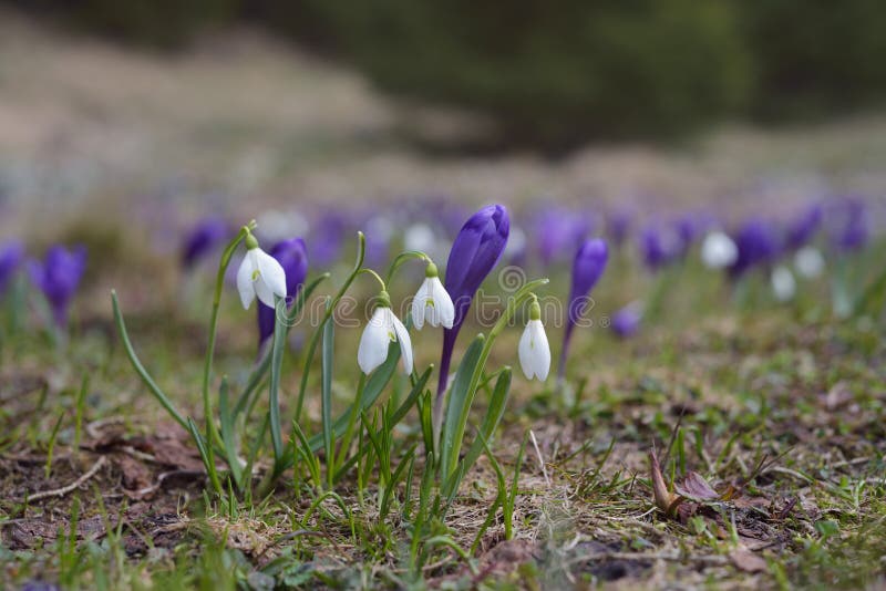 Premières fleurs de ressort sur un pré de montagne images libres de droits Premières fleurs de ressort sur un pré de montagne images libres de droits
