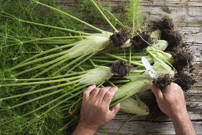 Preparation of fennel stock image. Image of health, bulb 78437909