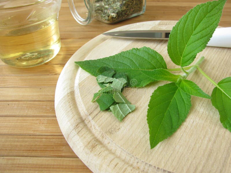 Preparation of Tea with Pineapplescented Sage Stock Photo Image of