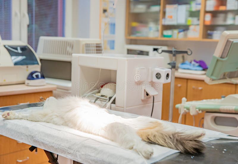 Preparing the Cat for Surgery at the Veterinary Clinic Stock Image