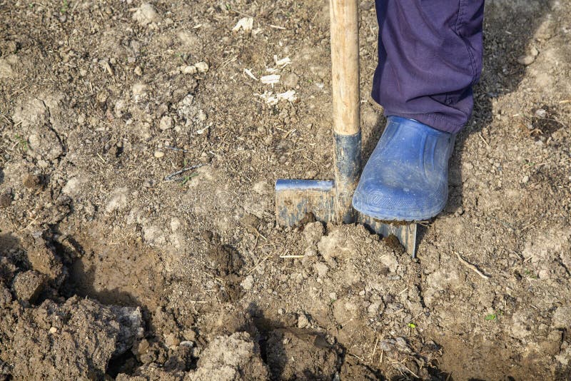 Preparing Organic Garden for Spring Planting Vegetables Stock Image