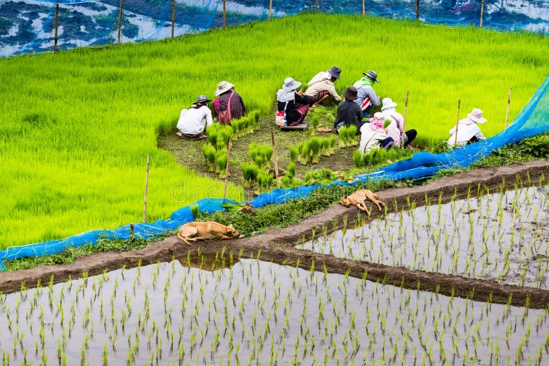 Preparing the Rice Tree for Planting Editorial Stock Image Image of