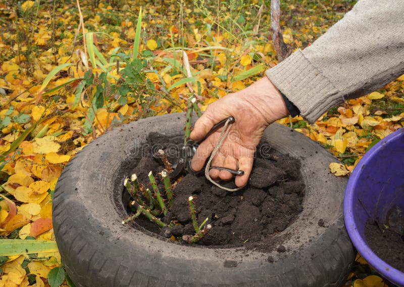 Preparing roses for winter by creating a mound of soil or compost over the base of the plant to protect roses from frosts