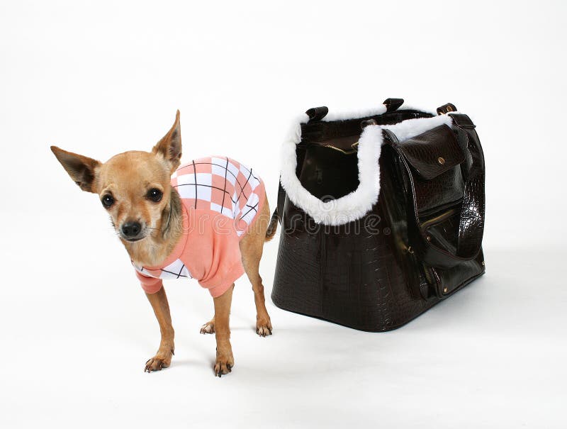 Chihuahua Dog Handbag Stock Illustrations – 23 Chihuahua Dog Handbag Stock  Illustrations, Vectors & Clipart - Dreamstime