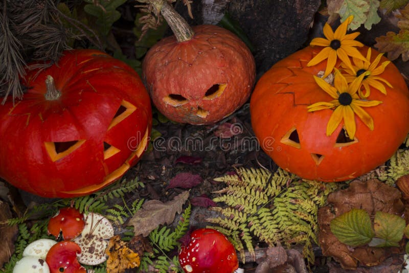 Presa della testa della zucca di Halloween Copi lo spazio Concetto fotografie stock Presa della testa della zucca di Halloween Copi lo spazio Concetto fotografie stock