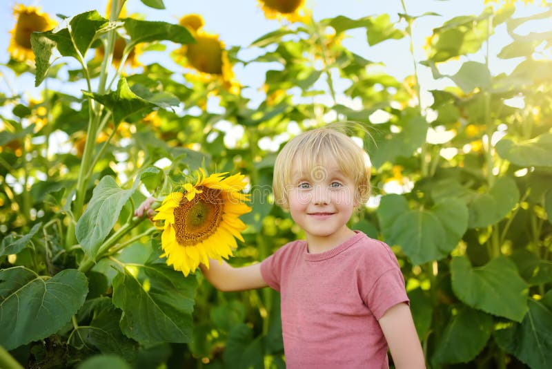 Preschooler boy walking in field of sunflowers. Child playing with big flower and having fun. Kid exploring nature. Baby having