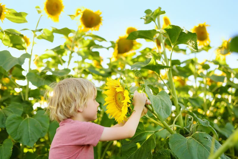 Preschooler boy walking in field of sunflowers. Child playing with big flower and having fun. Kid exploring nature. Baby having