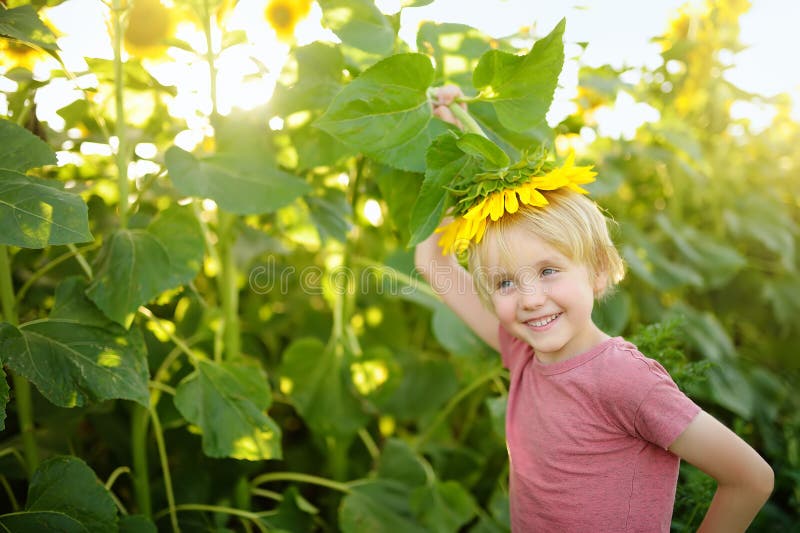 Preschooler boy walking in field of sunflowers. Child playing with big flower and having fun. Kid exploring nature. Baby having