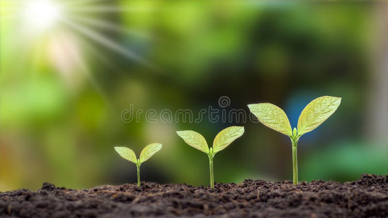 Presentation of Plant Germination Sequence and Plant Growth Concept. Stock  Photo - Image of nature, agriculture: 214060306