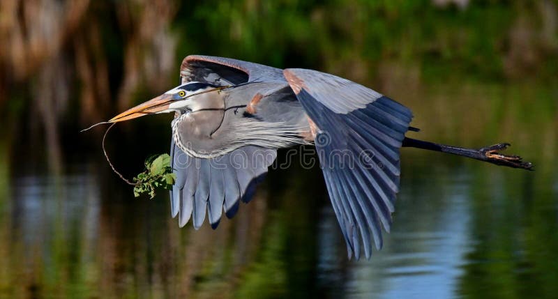 A Great Blue Herons bring nesting material as offerings to their mate. This image shows a male in flight bearing a branch. A Great Blue Herons bring nesting material as offerings to their mate. This image shows a male in flight bearing a branch.