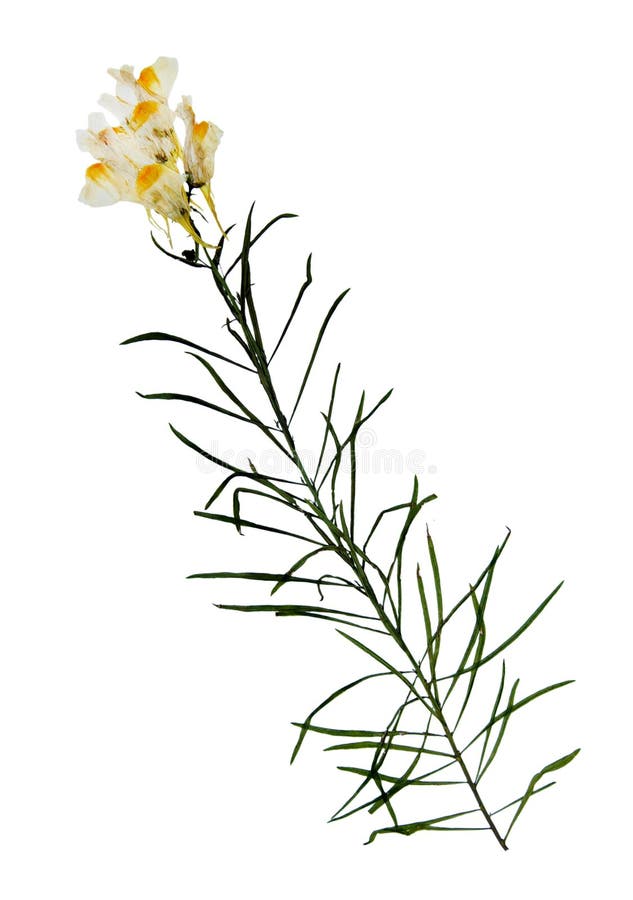 Pressande och torkade blommor av gemensam toadflax fotografering för bildbyråer Pressande och torkade blommor av gemensam toadflax fotografering för bildbyråer