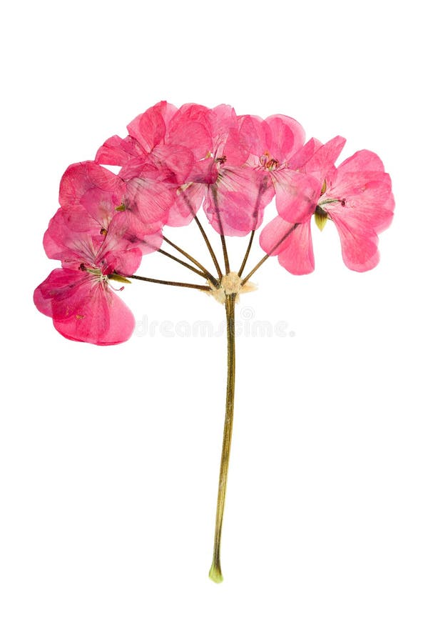 Pressed and dried bush with delicate pink flowers geranium