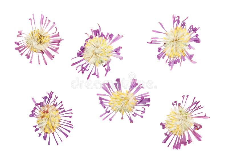 Pressed and dried delicate flower Symphyotrichum novi-belgii . I