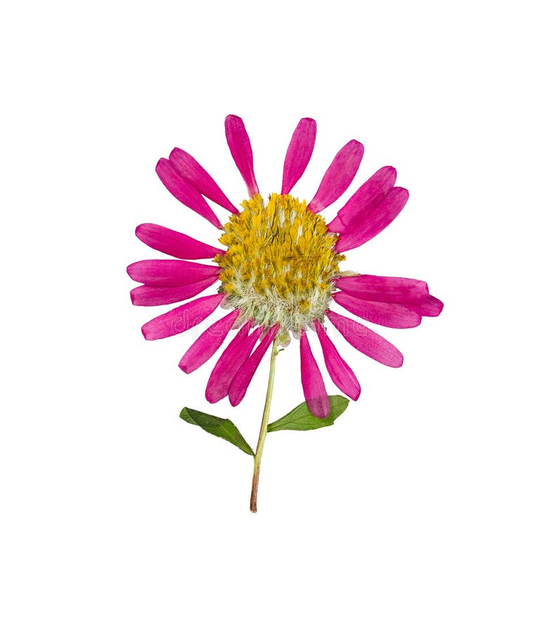 Dried Daisy Royalty-Free Images, Stock Photos & Pictures