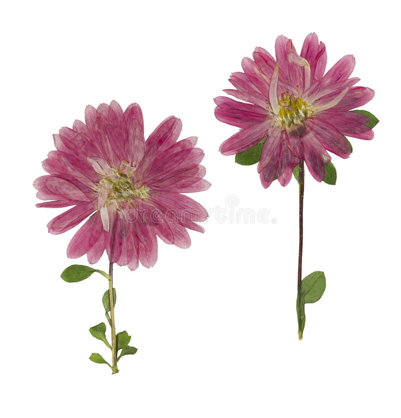 Pressed and dried flowers aster Michaelmas daisy, isolated