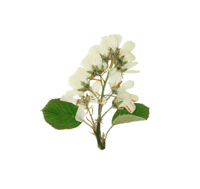 Pressed and Dried Fruit Tree Brush with White Flowers. Stock Image