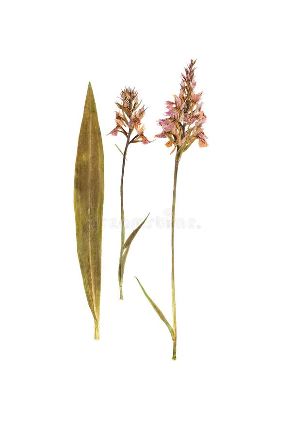 Pressed Orchids Stock Photos Free & RoyaltyFree Stock Photos from