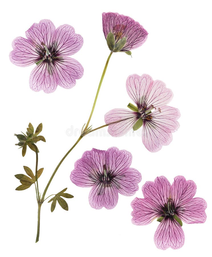 https://thumbs.dreamstime.com/b/pressed-dried-pink-delicate-transparent-flowers-geranium-pelargonium-isolated-white-background-use-scrapbooking-202965582.jpg
