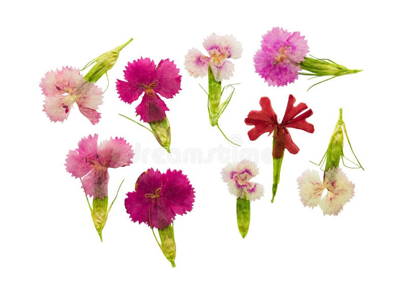 Pressed and dried set magenta flowers sweet-william dianthus barbatus, isolated on a white background. For use in scrapbooking, floristry oshibana or herbarium.