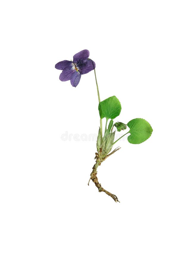 Pressed And Dried Blue Flowers Forest Violet Stock Photo - Download Image  Now - 2015, Beauty, Blue - iStock