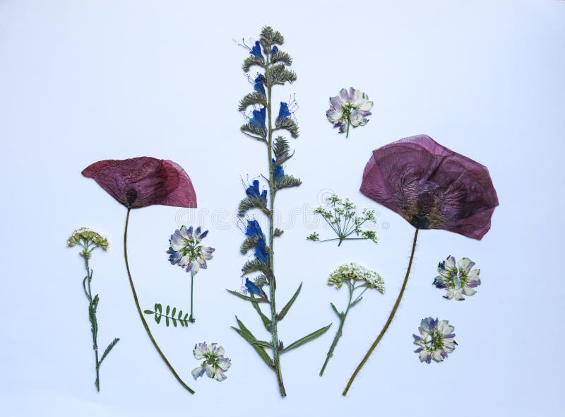 Pressed Dried Wild Flowers on White
