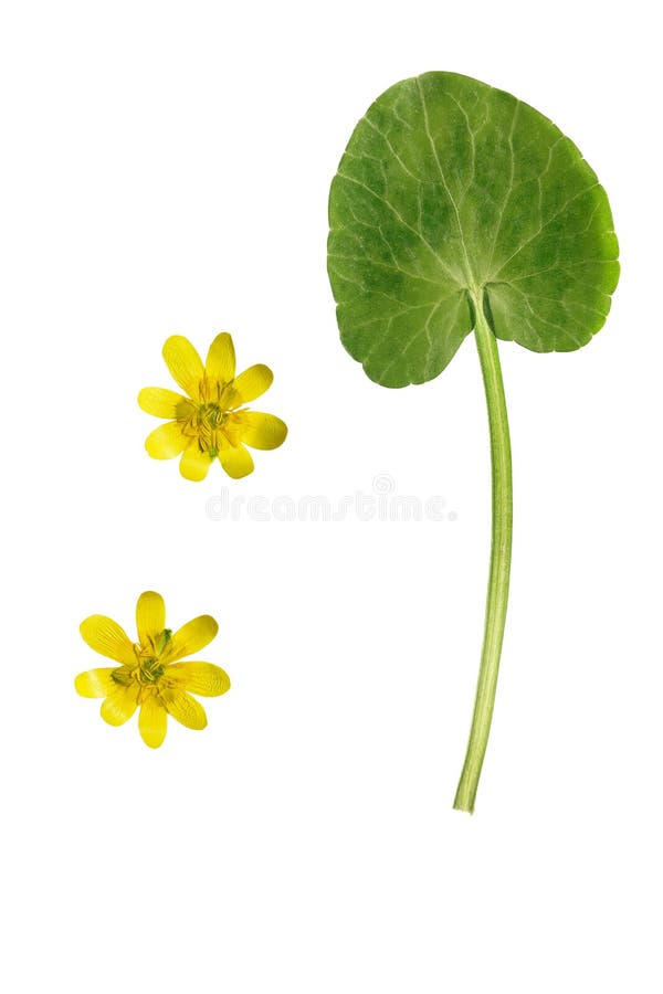 Pressed and dried yellow ficaria verna flowers, isolated