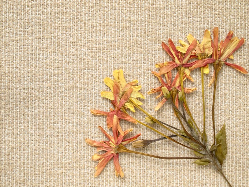 Pressed dry flowers