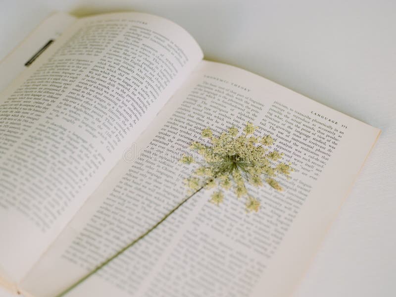 Pressed Flower Bookmark, Real Dried Flower Bookmark, Real Queen