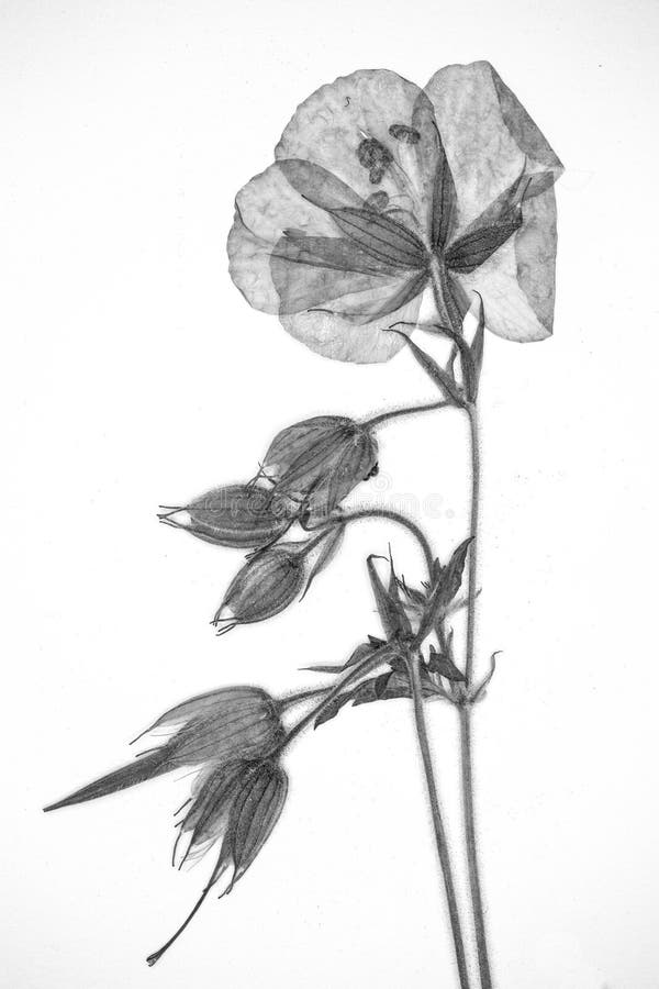 Pressed FlowerArt stock image. Image of light, flower 85896637