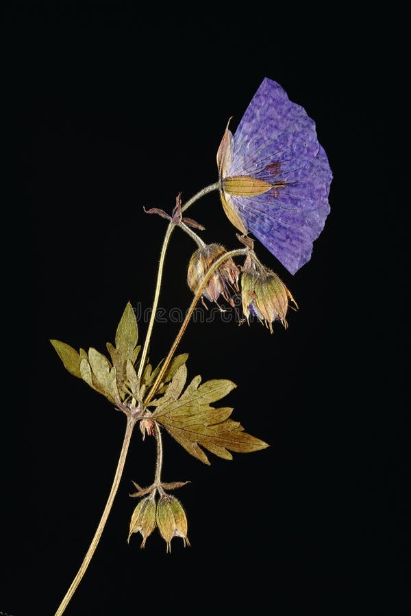 Pressed flower lit from behind