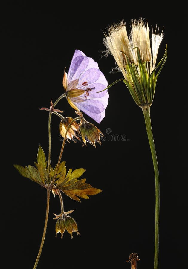 Pressed flower lit from behind