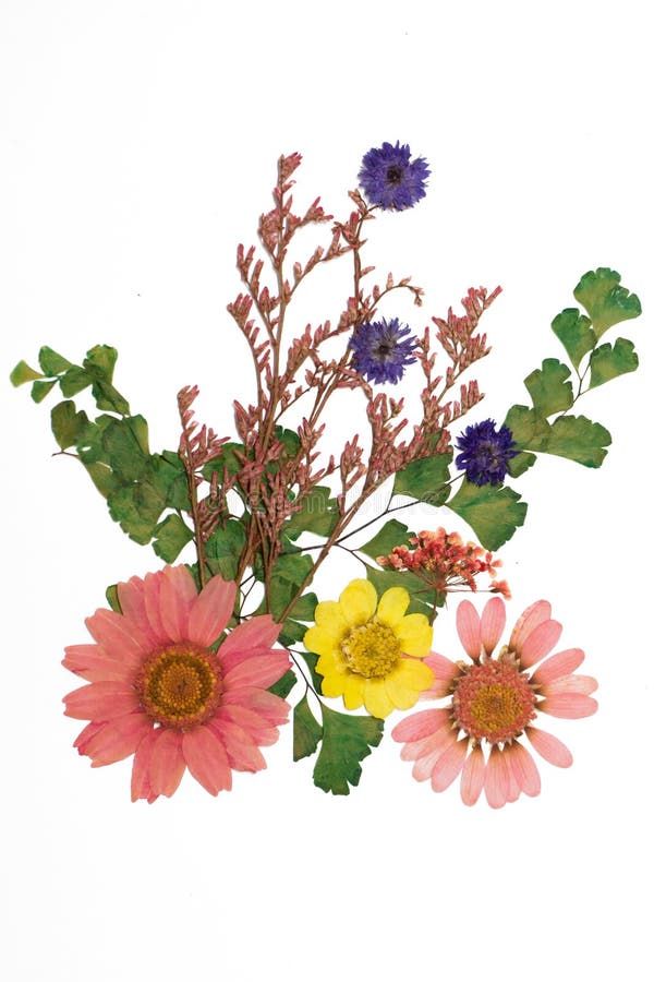 Pressed flowers stock image. Image of petal, nature, flora - 36429995