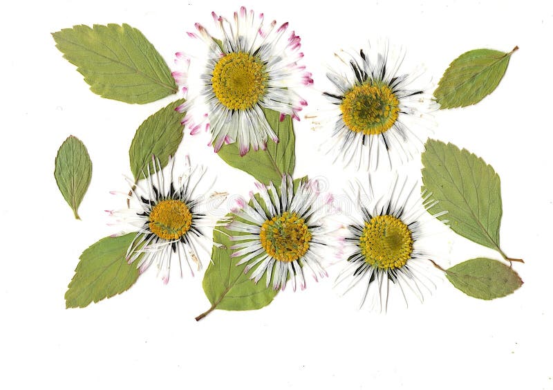 Pressed Flowers Isolated on a White