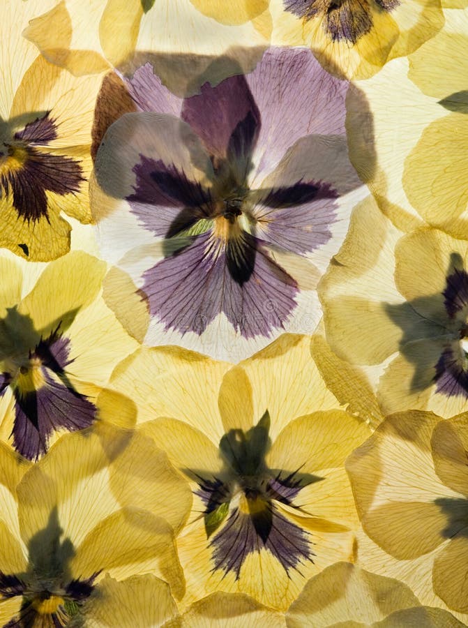 Pressed Pansy background