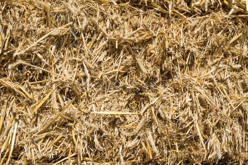 Pressed rye straw stock image. Image of threshed, background 70678341