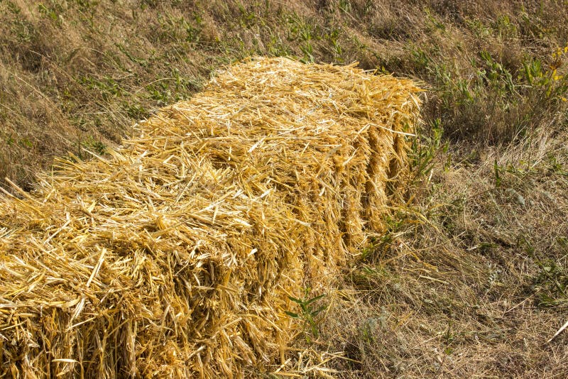 Pressed Straw Briquettes Left of Harvest Lying on a Field at Sunset ...