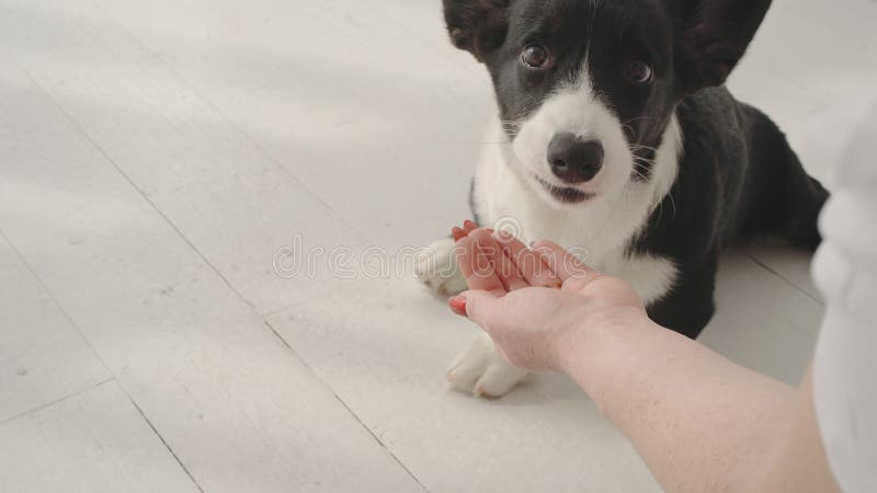 Preto e branco córgi olha para o proprietário e espera pelo comando imagens de stock royalty free