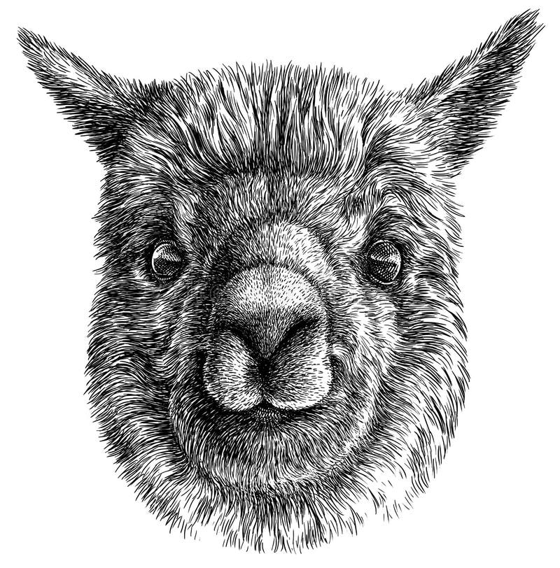 Preto e branco grave a ilustração isolada da Lama ilustração royalty free Preto e branco grave a ilustração isolada da Lama ilustração royalty free
