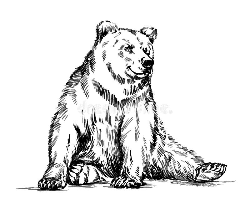 Preto e branco grave o urso isolado do vetor ilustração do vetor Preto e branco grave o urso isolado do vetor ilustração do vetor