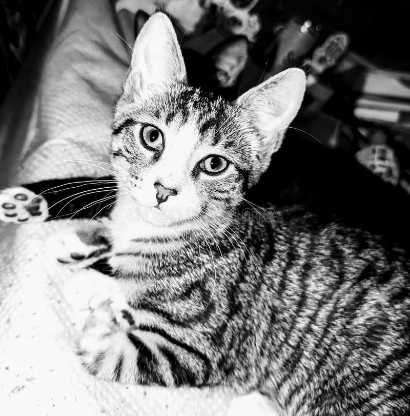 The prettiest kitty ever stock image. Image of prettiest - 253414117