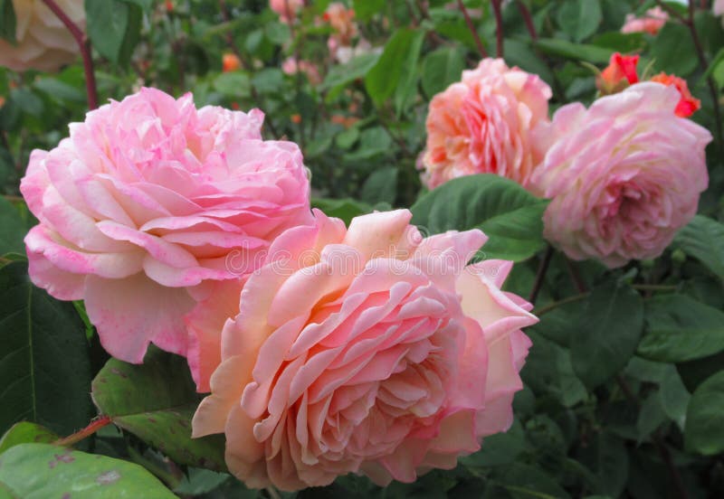 Pretty Attractive Light Pink Rose Flowers Blossom in Park Garden Stock ...
